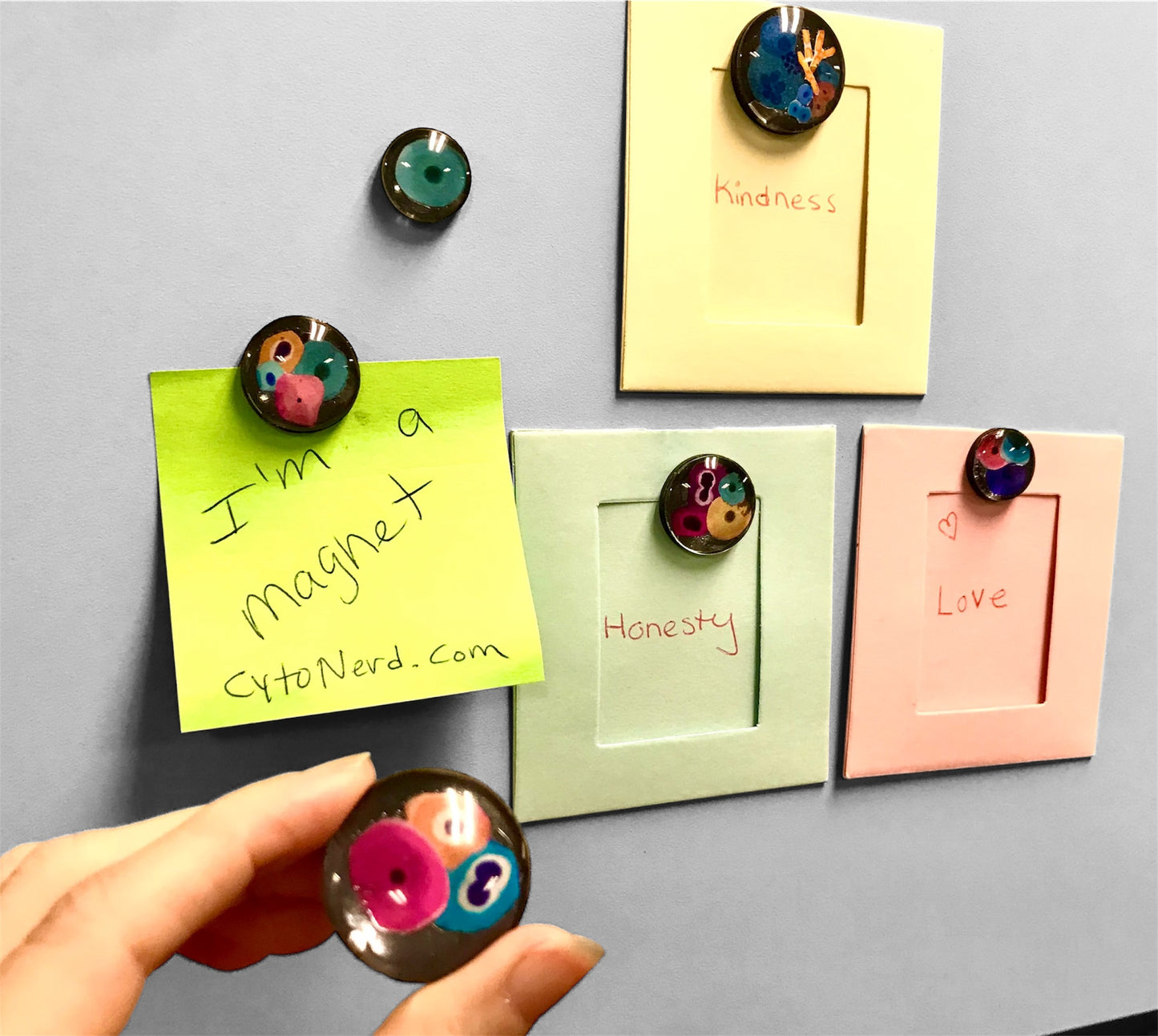 Fridge Magnets - Round magnets of squamous cells