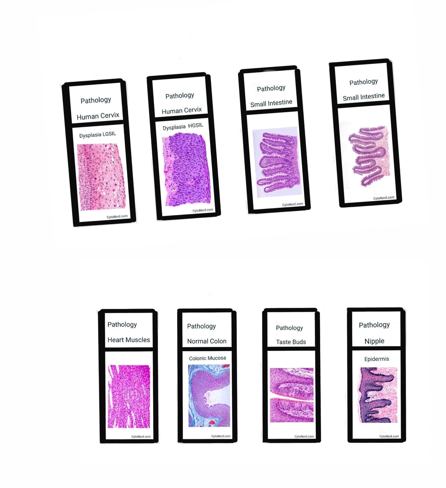 Slide KEYCHAINS - Histology - Tissues