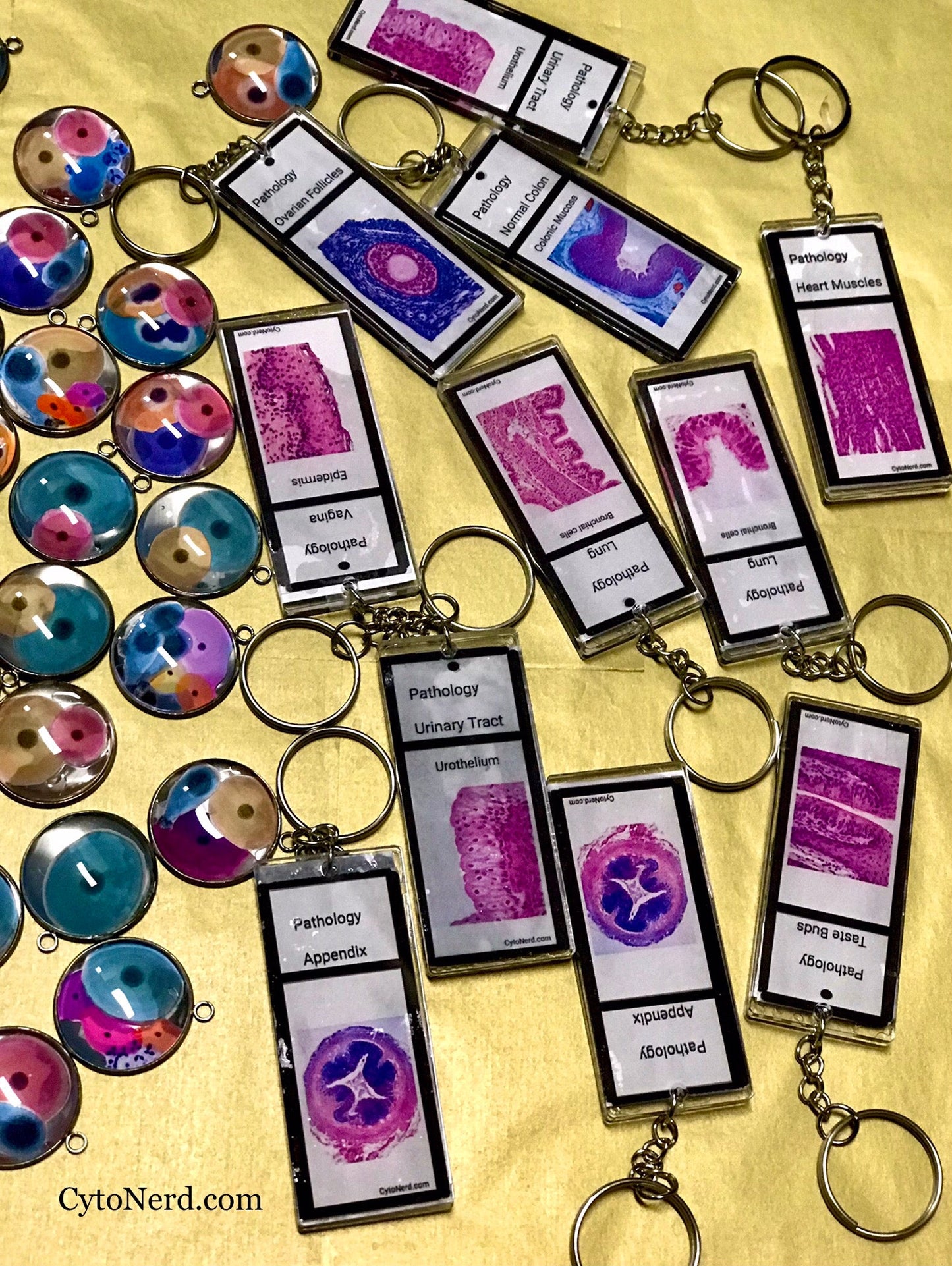 Slide KEYCHAINS - Histology - Tissues