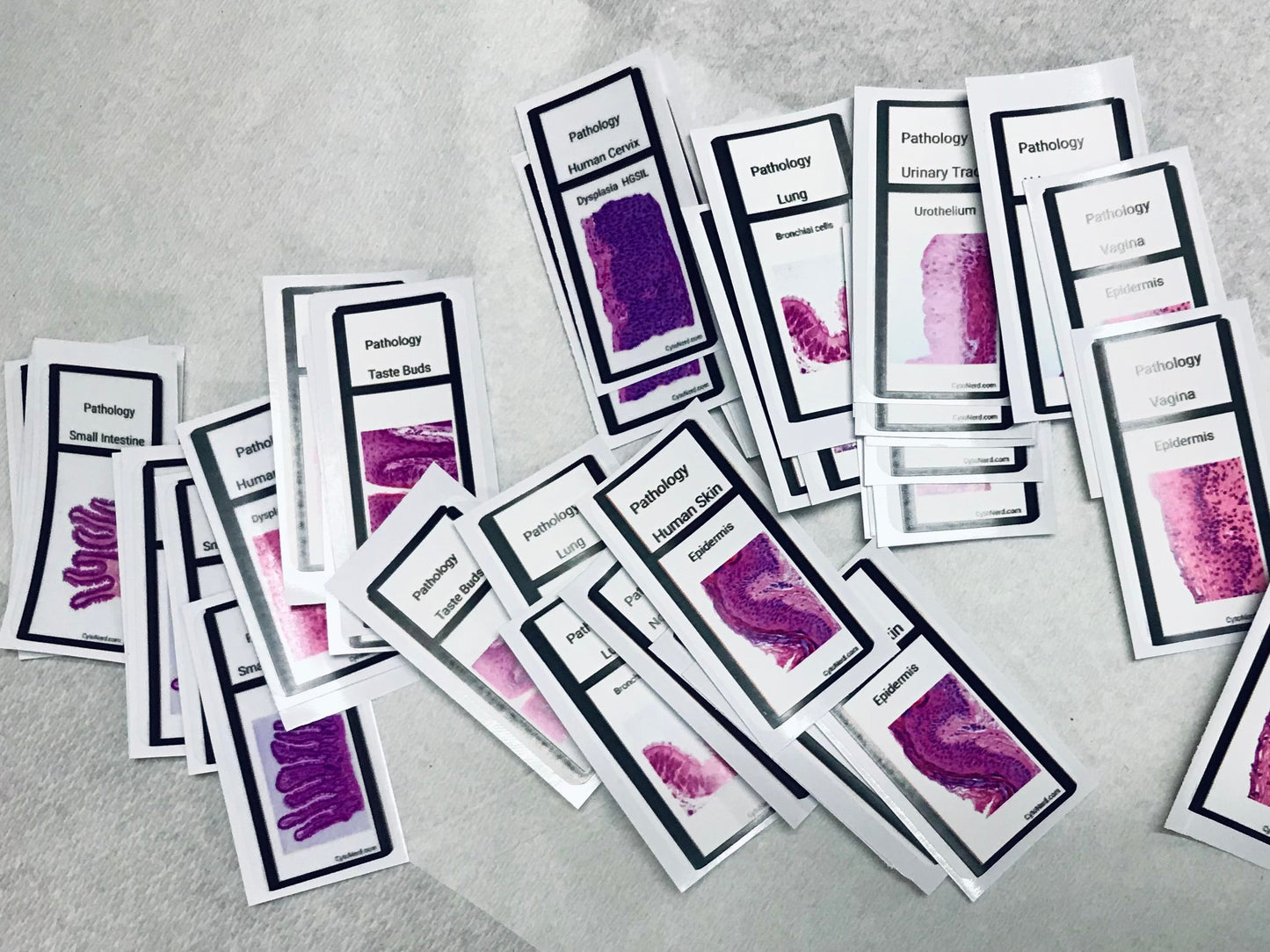 Slide Stickers of tissues - Histology Pathology
