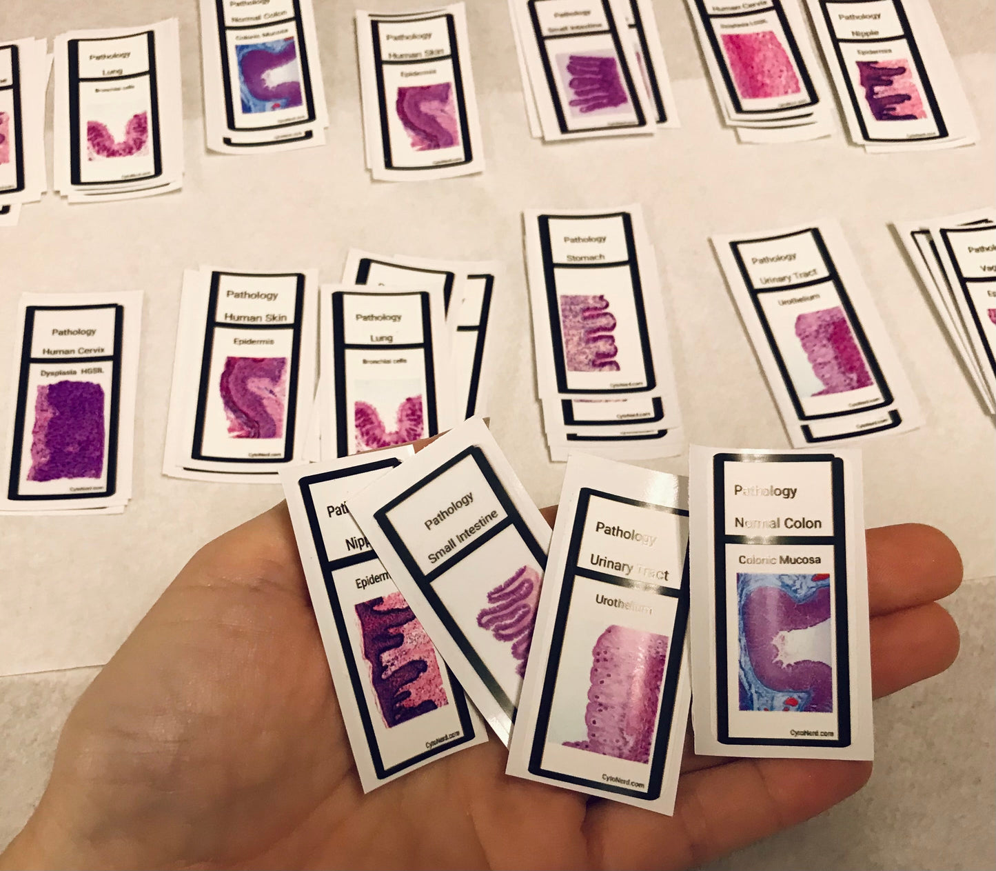 Slide Stickers of tissues - Histology Pathology