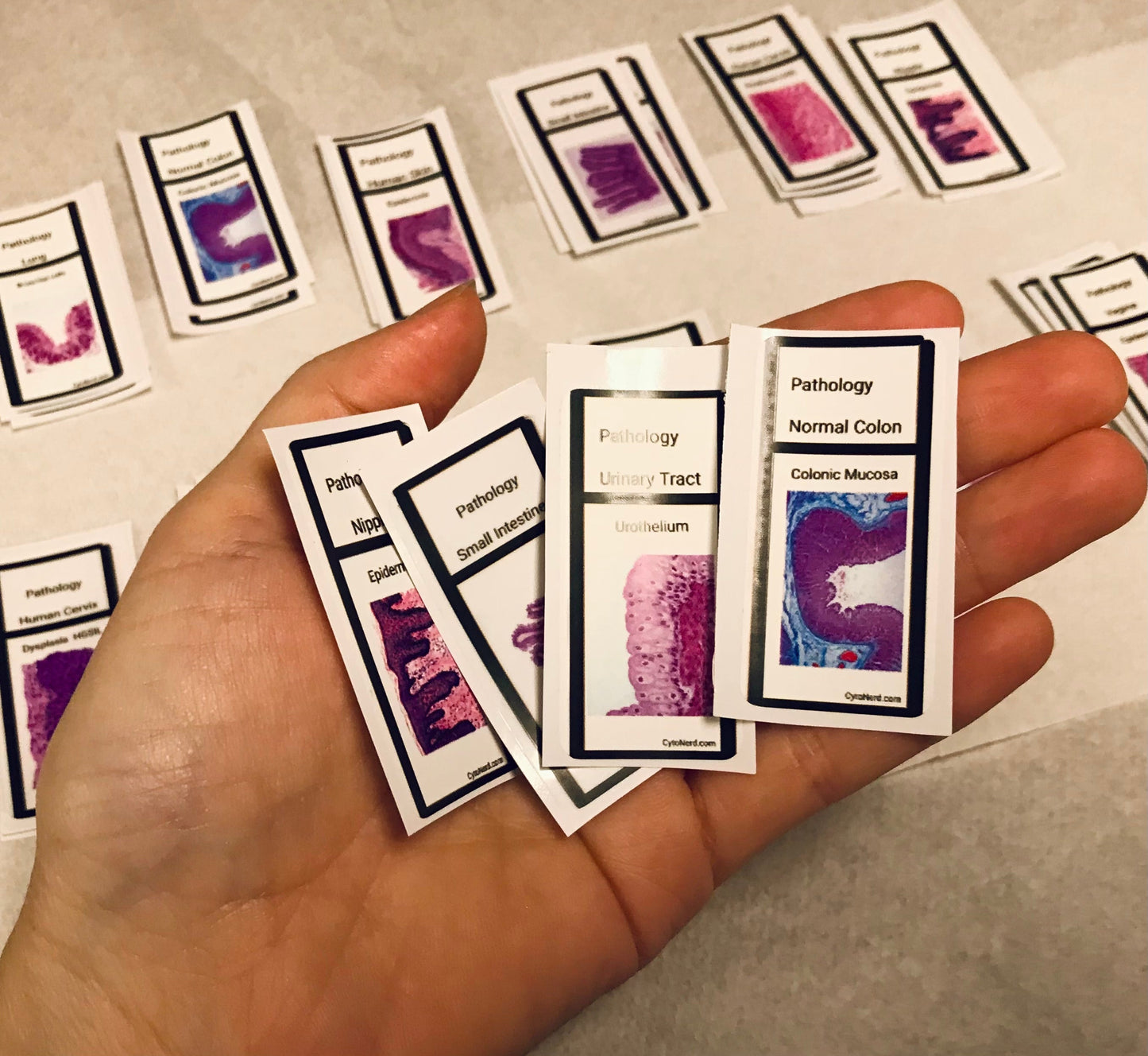 Slide Stickers of tissues - Histology Pathology