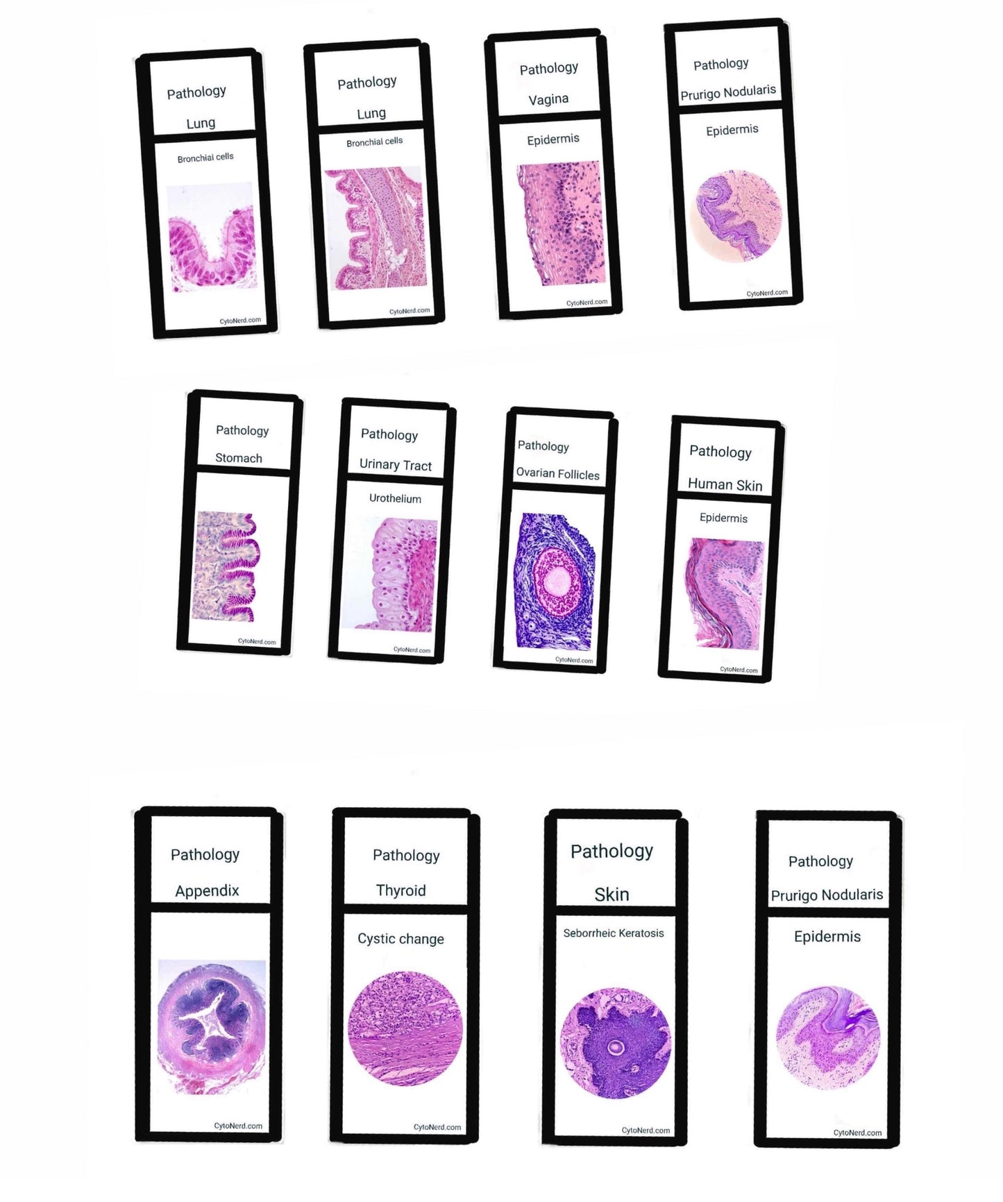 Slide KEYCHAINS - Histology - Tissues