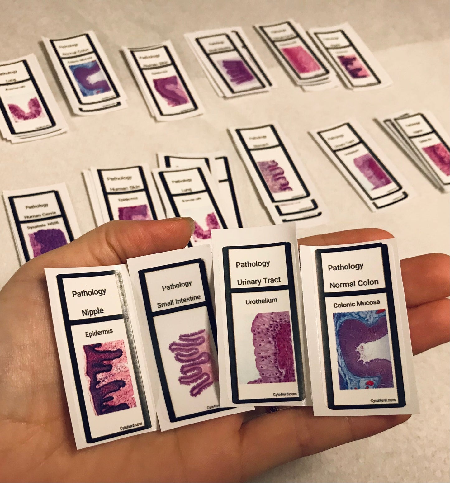Slide Stickers of tissues - Histology Pathology
