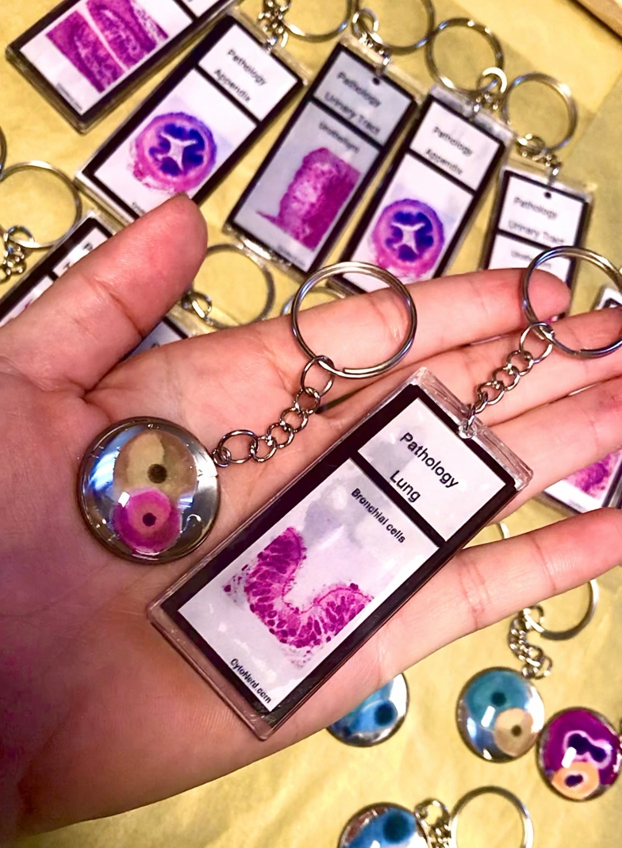 Slide KEYCHAINS - Histology - Tissues
