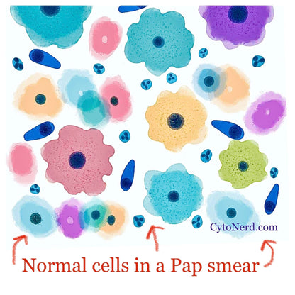 Lot 3 or 6 stickers of colorful normal skin cells- squamous cell that look like a flower.