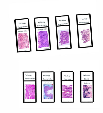 Slide KEYCHAINS -  Histology - Tissues