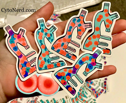 Squamous cells & RBC Microscope stickers - 2 inch
