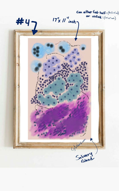 Posters - Large 11 x 17 “ inches study guide - fold-half is letter size or unfold for poster size - cytology pathology