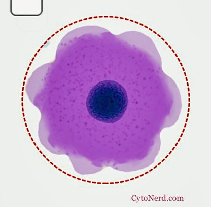 3 stickers of colorful normal skin cells- squamous cell that look like a flower.