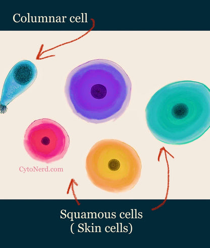 Stickers group of 3, 6 or 9 colorful skin cells.  Benign and dysplasia squamous cell stickers.  You will get a mixture of the stickers in the pictures.  You will get a good mixture of the cell stickers in the pictures.