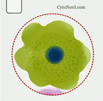 Lot 3 stickers of colorful normal skin cells- squamous cell that look like a flower.