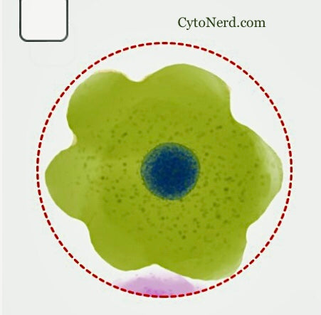 Lot 3 or 6 stickers of colorful normal skin cells- squamous cell that look like a flower.