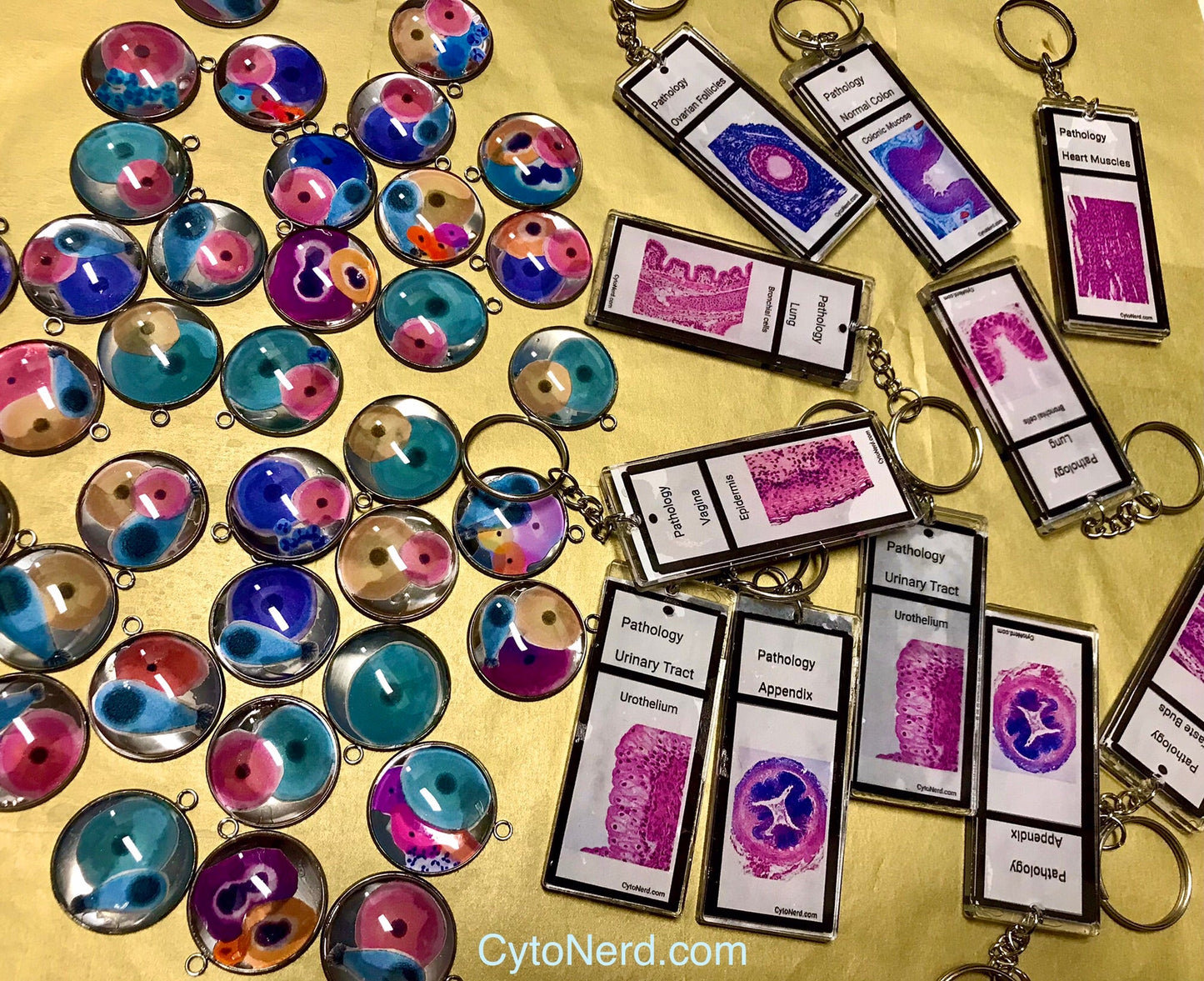 Slide KEYCHAINS -  Histology - Tissues