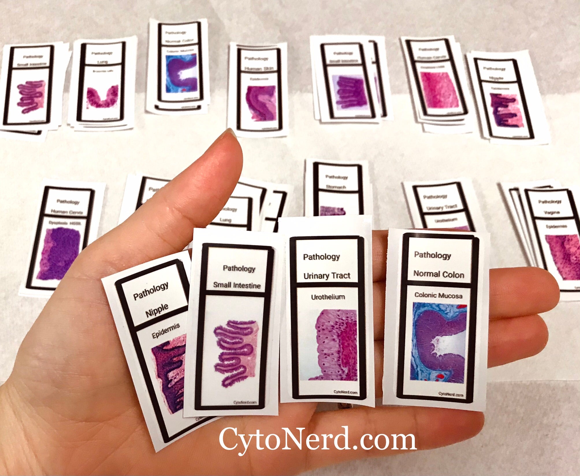 Cytology Stickers arts, cells painting Stickers, pathology laboratory ...