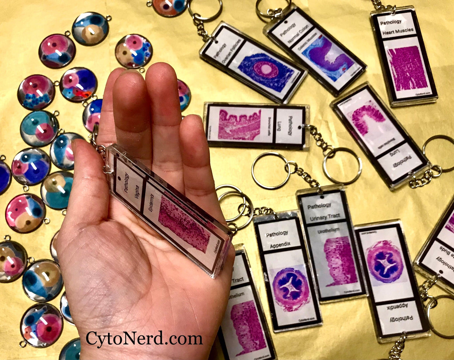 Slide KEYCHAINS -  Histology - Tissues