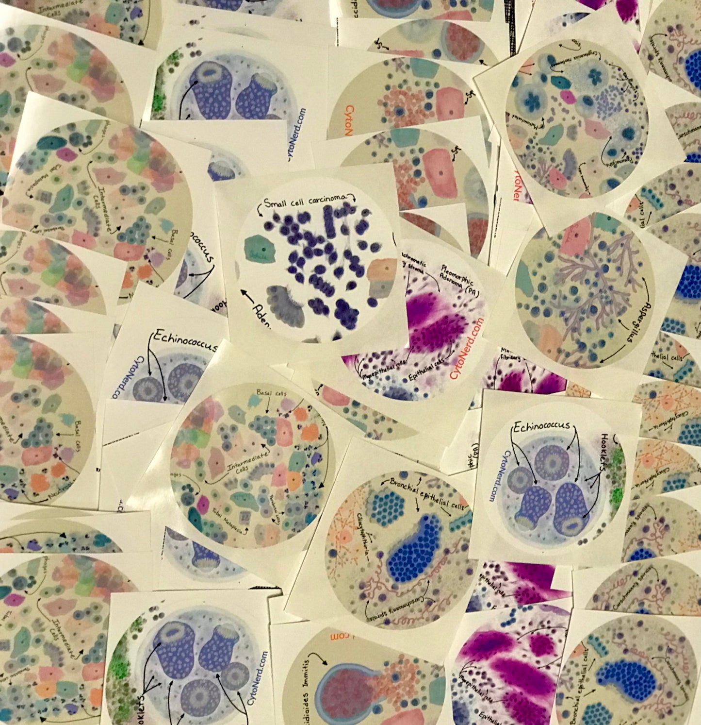 Coccidioides Immitis, lung infection Stickers