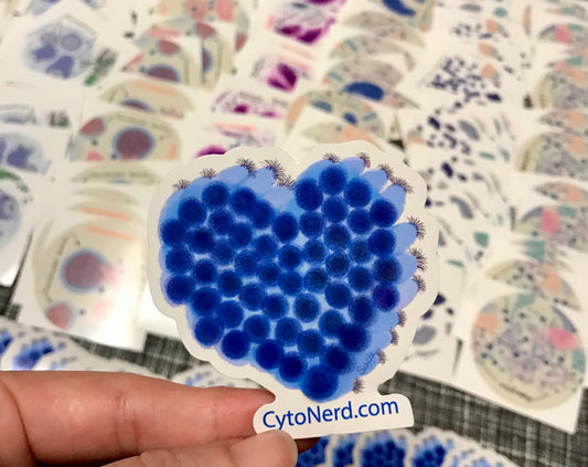 Bigger sized Heart Ciliated Respiratory bronchial Cells Stickers