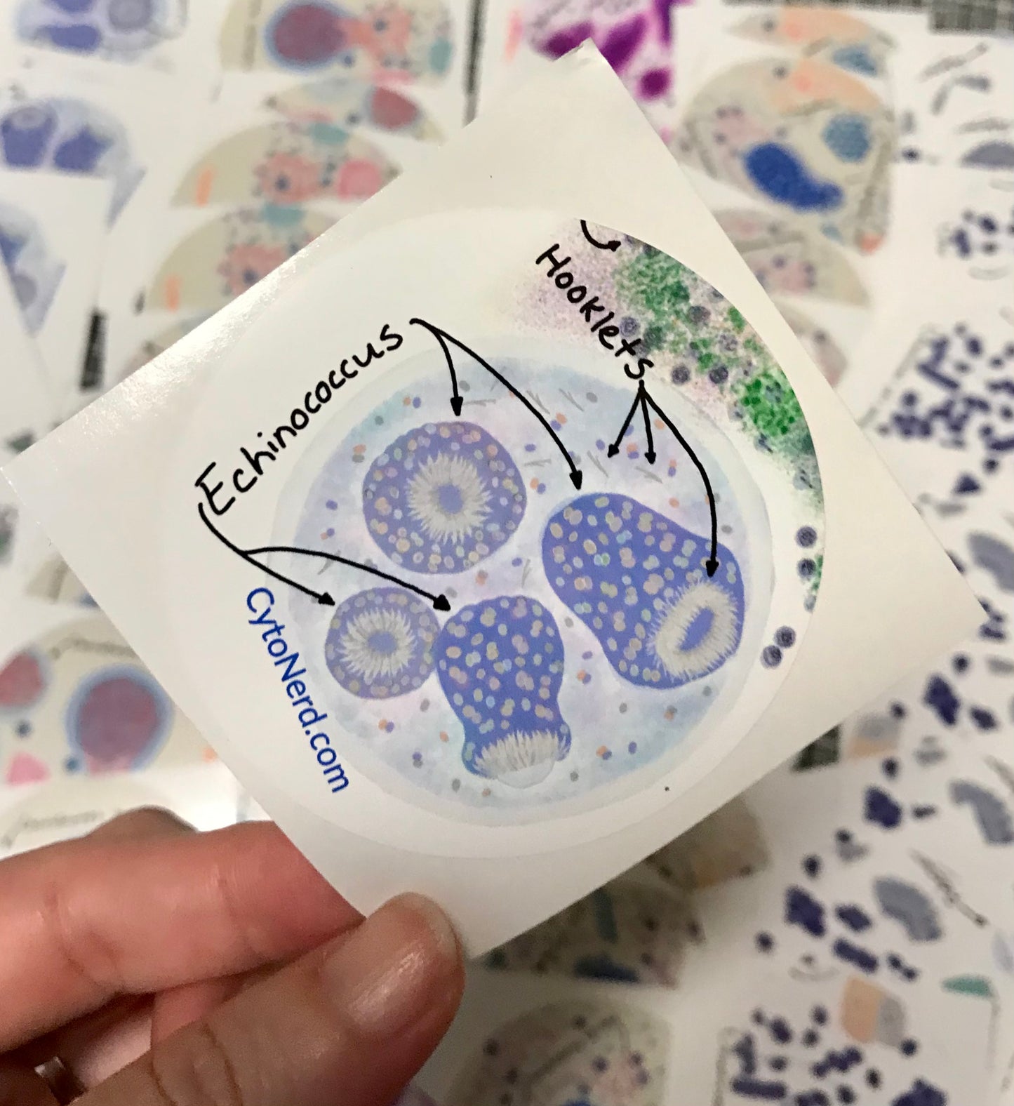 Echinococcus with hooklets Stickers