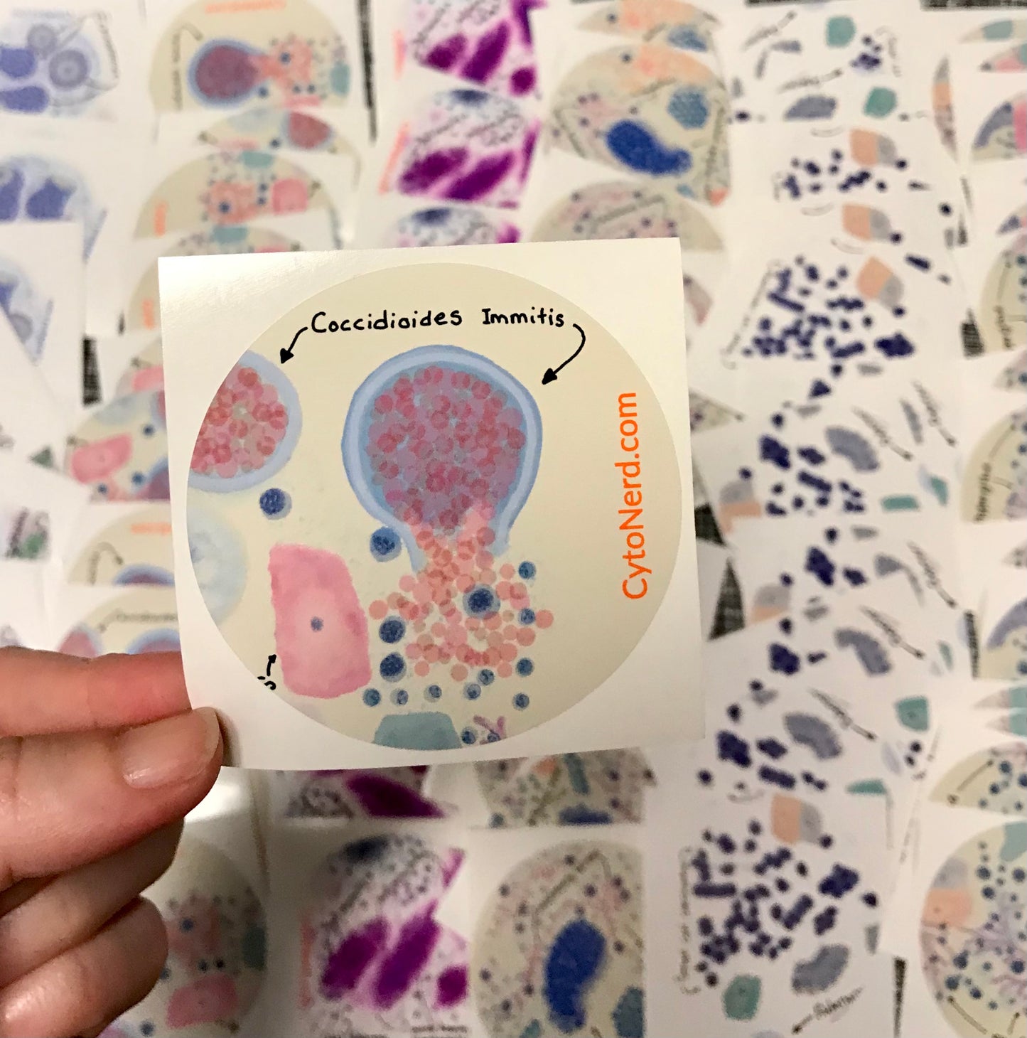 Coccidioides Immitis, lung infection Stickers