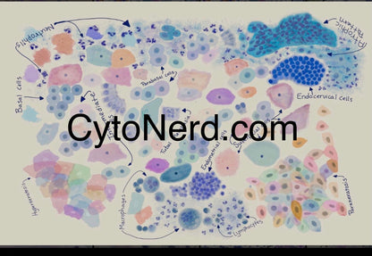 Cells Art print, Poster of endocervical cells, STD cytology cells - cervical Pap smear squamous cells