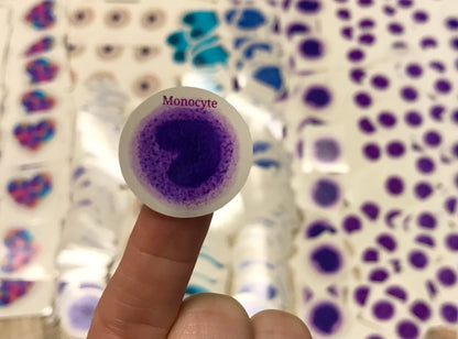 Monocyte White blood cells WBC Stickers