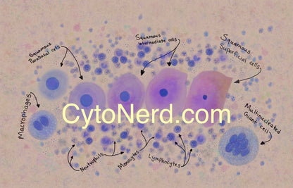 Benign Squamous cells poster, Cells art print, cancer colorful Cytology cells Pathology artwork posters prints