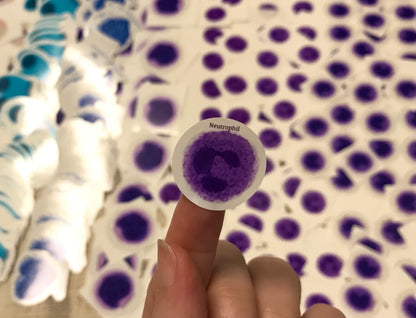 Neutrophil White blood cells WBC Stickers