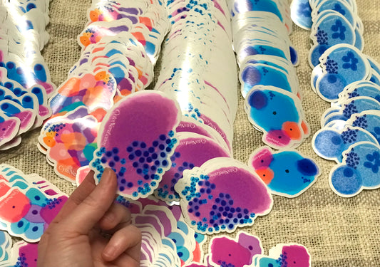 Large sticker Thyroid colloid follicular cells Stickers